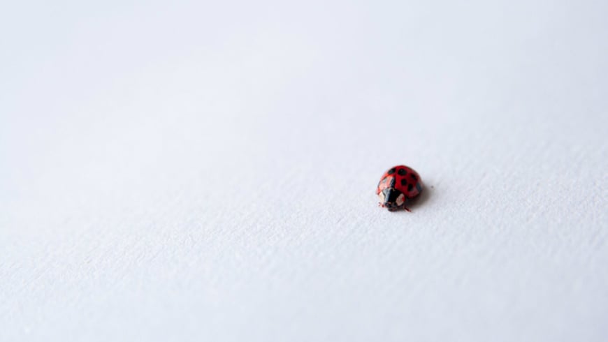 Making open innovation work for large and small. A ladybird.